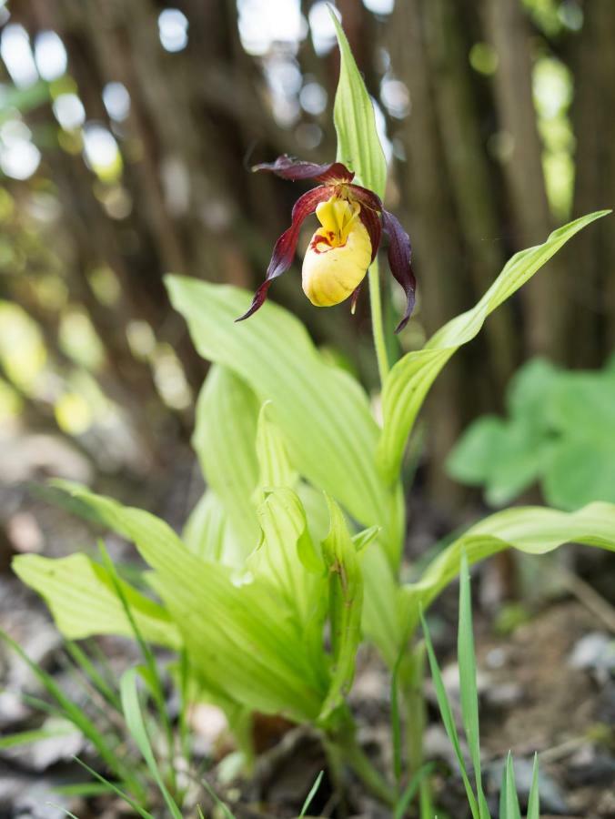 Ferienhaus Blumenparadies シュタインツ エクステリア 写真