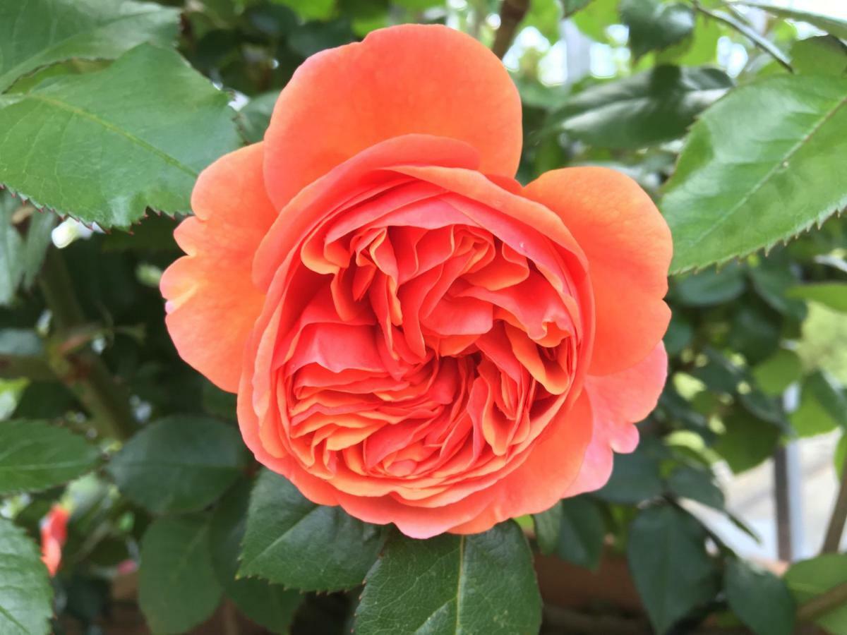 Ferienhaus Blumenparadies シュタインツ エクステリア 写真